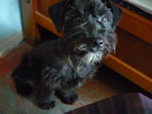 (cruce de schnauzer con poodle creo) 
aqui esta luego de encontrarlo y enviarlo a la peluqueria, es hermoso, aun no entiendo el por que lo botaron xP